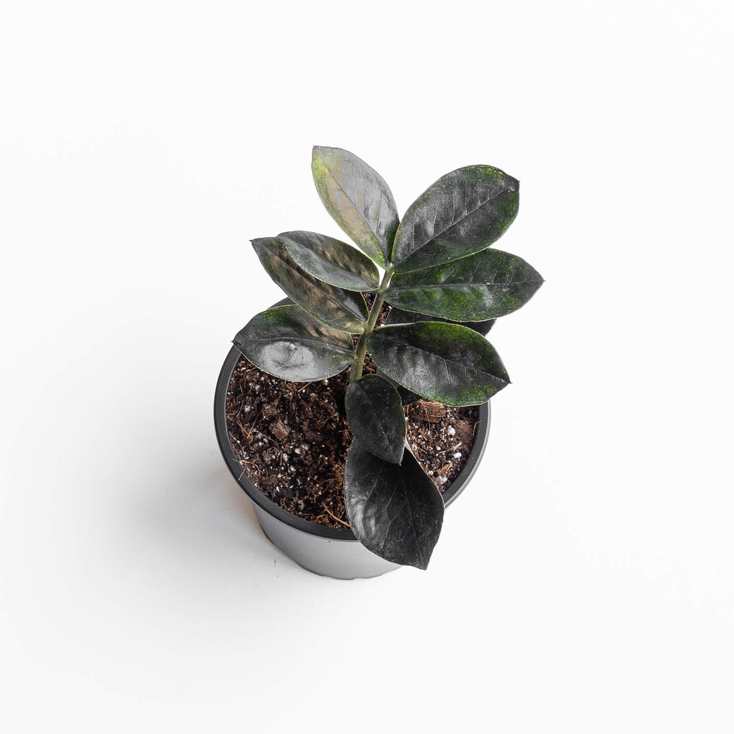 zamioculca-zamiifolia-black-zz-plant-00003