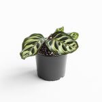 Calathea Makoyana