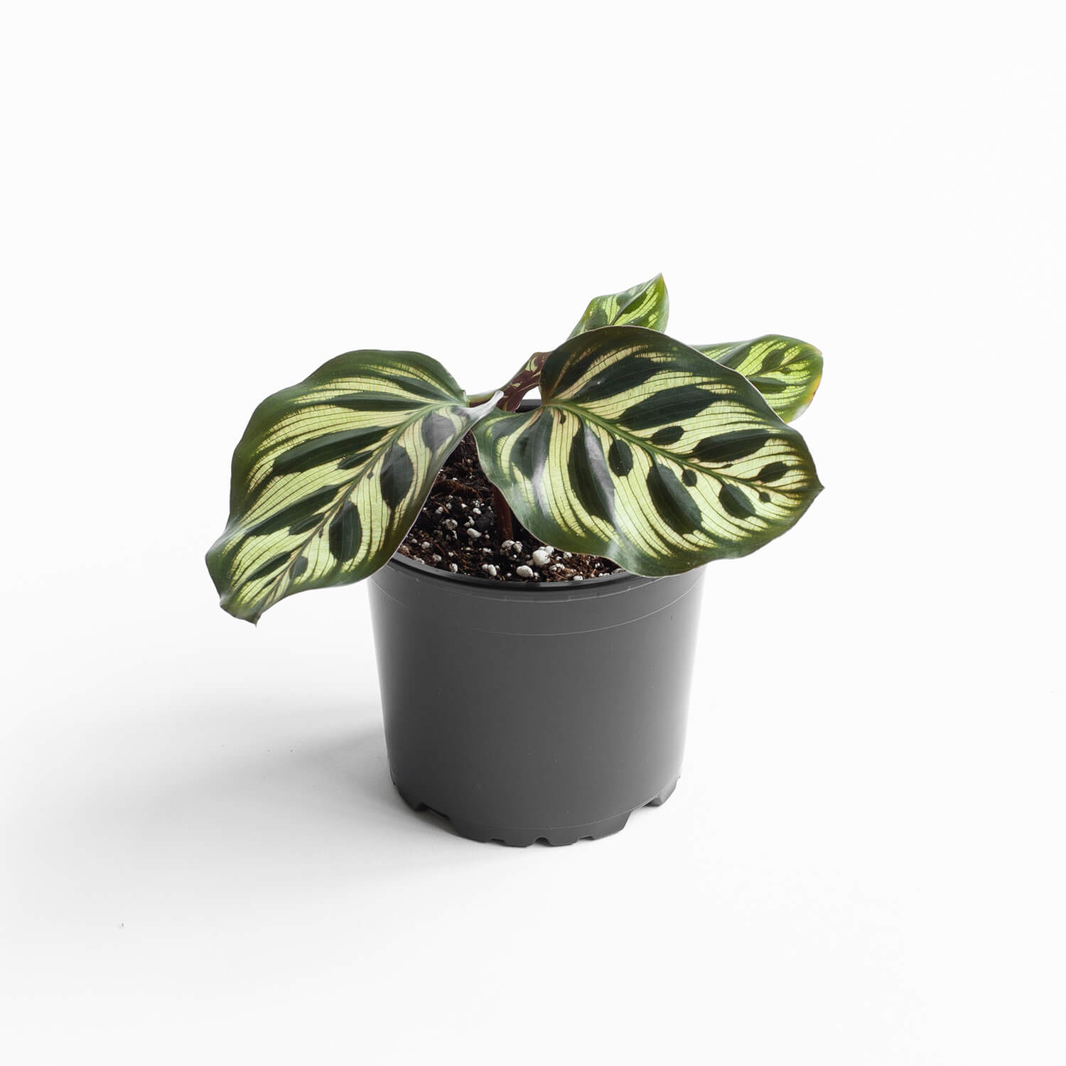 calathea-makoyana-00001