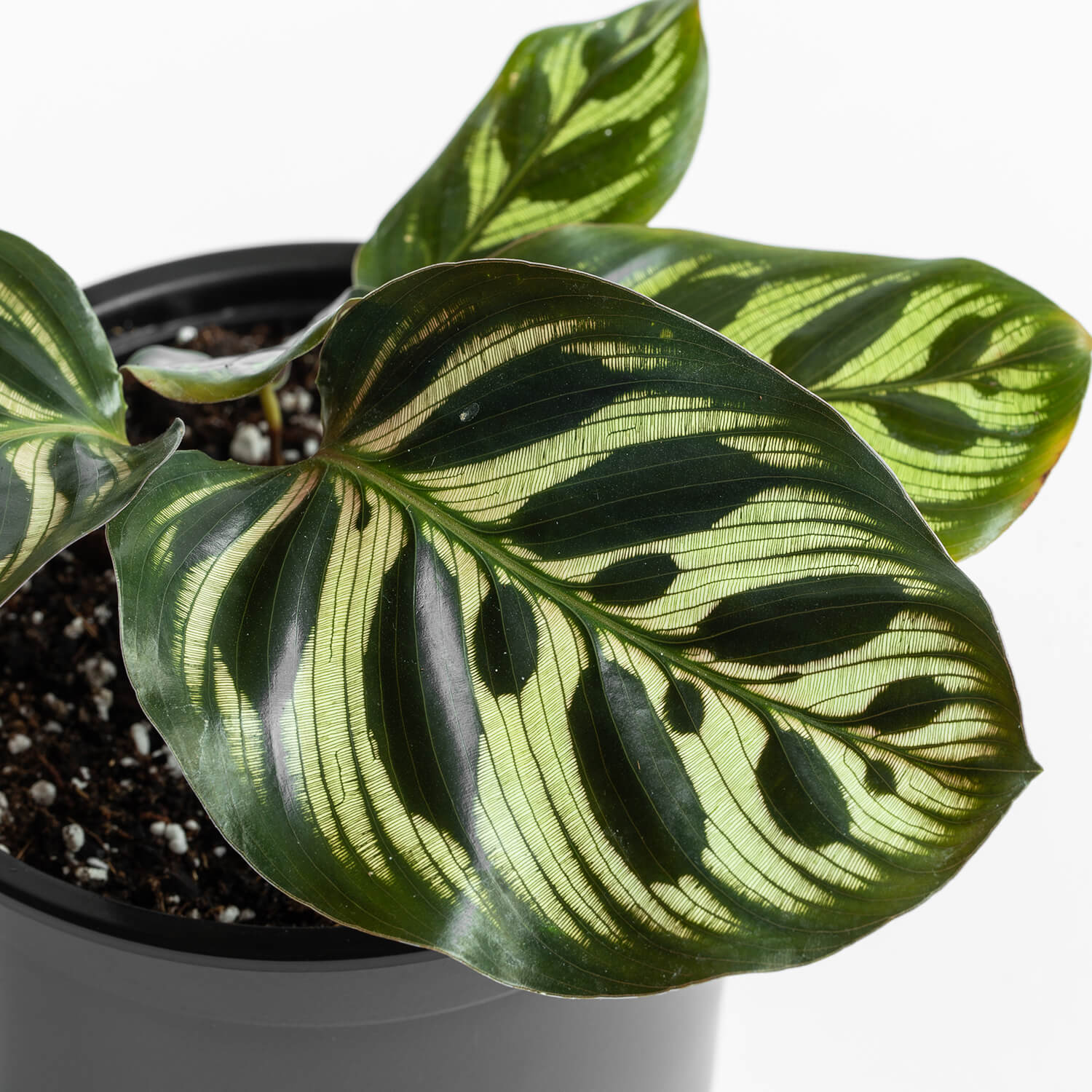 Calathea Makoyana
