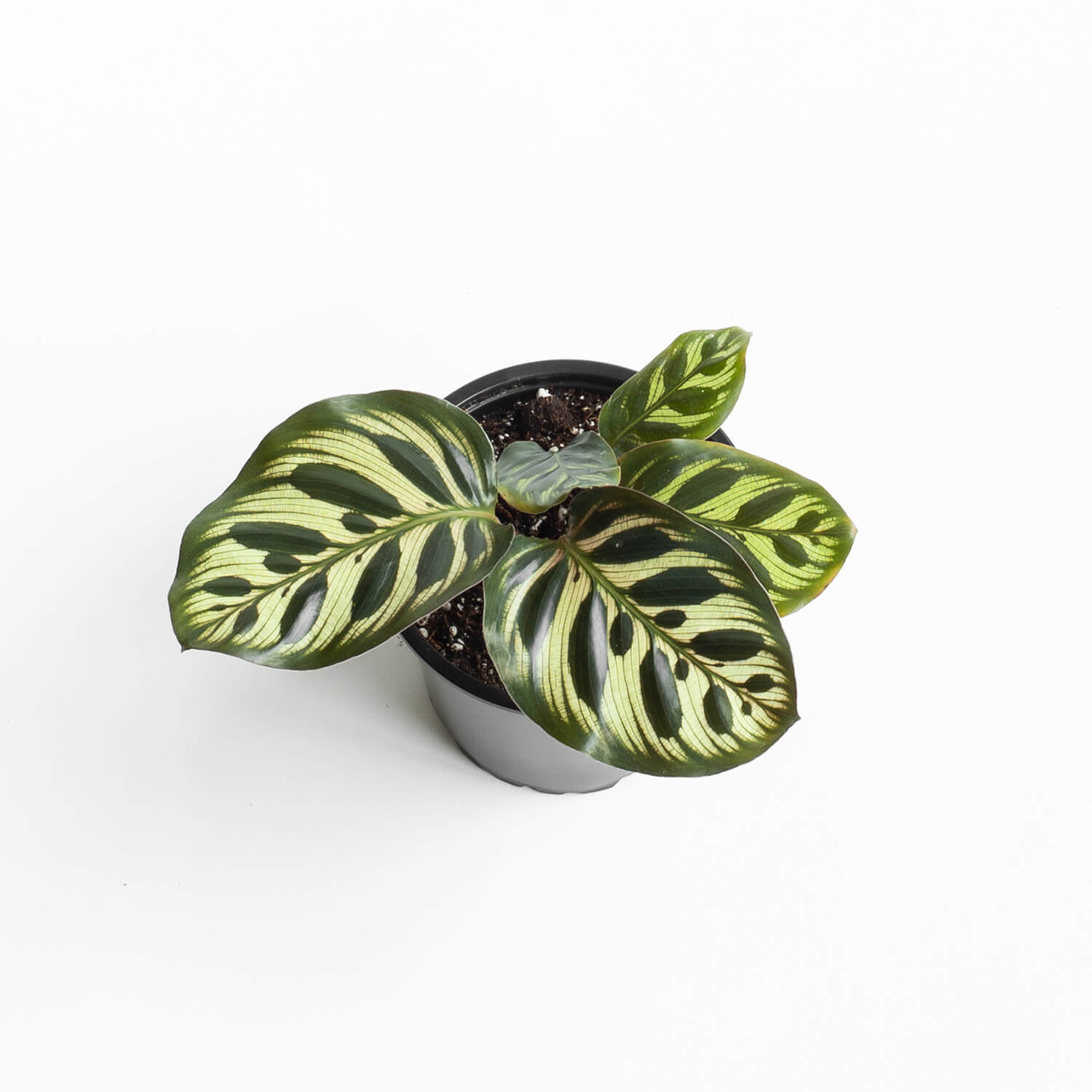 Calathea Makoyana