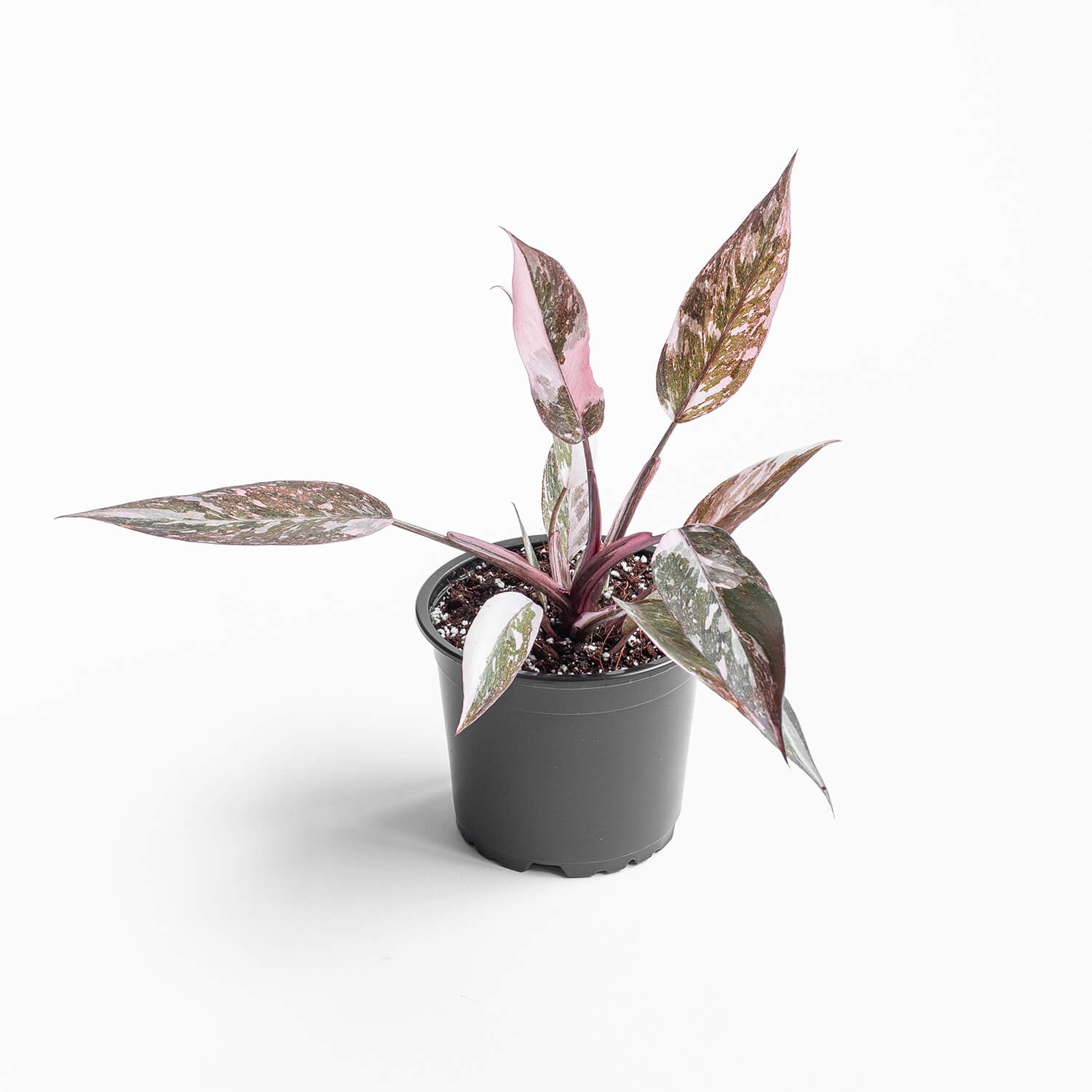 Filodendro Pink Princess Galaxy