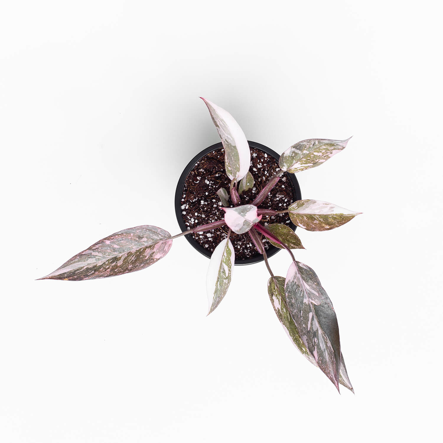 philodendron-pink-princess-galaxy-0003