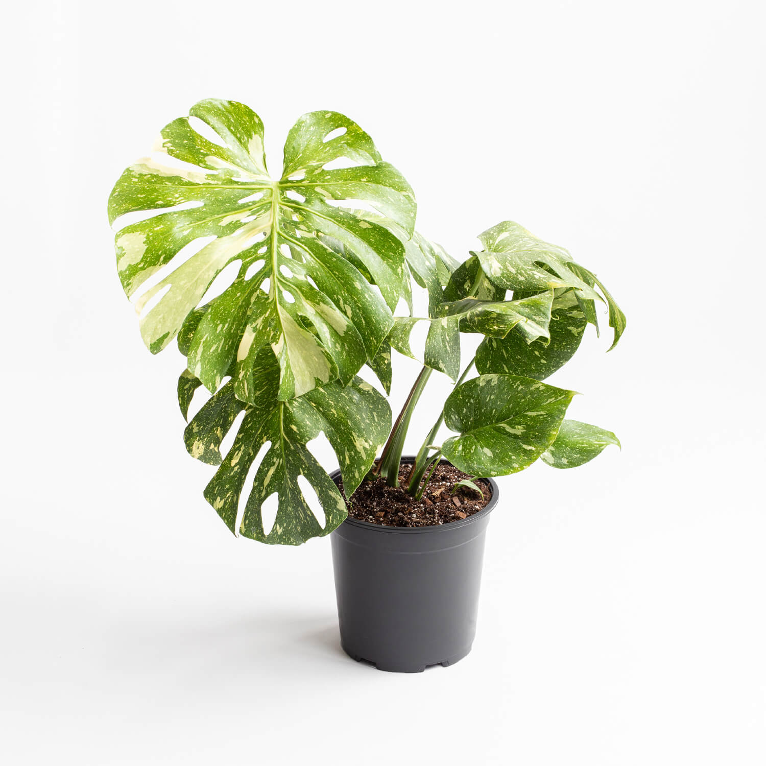 Monstera Thai Constellation – L