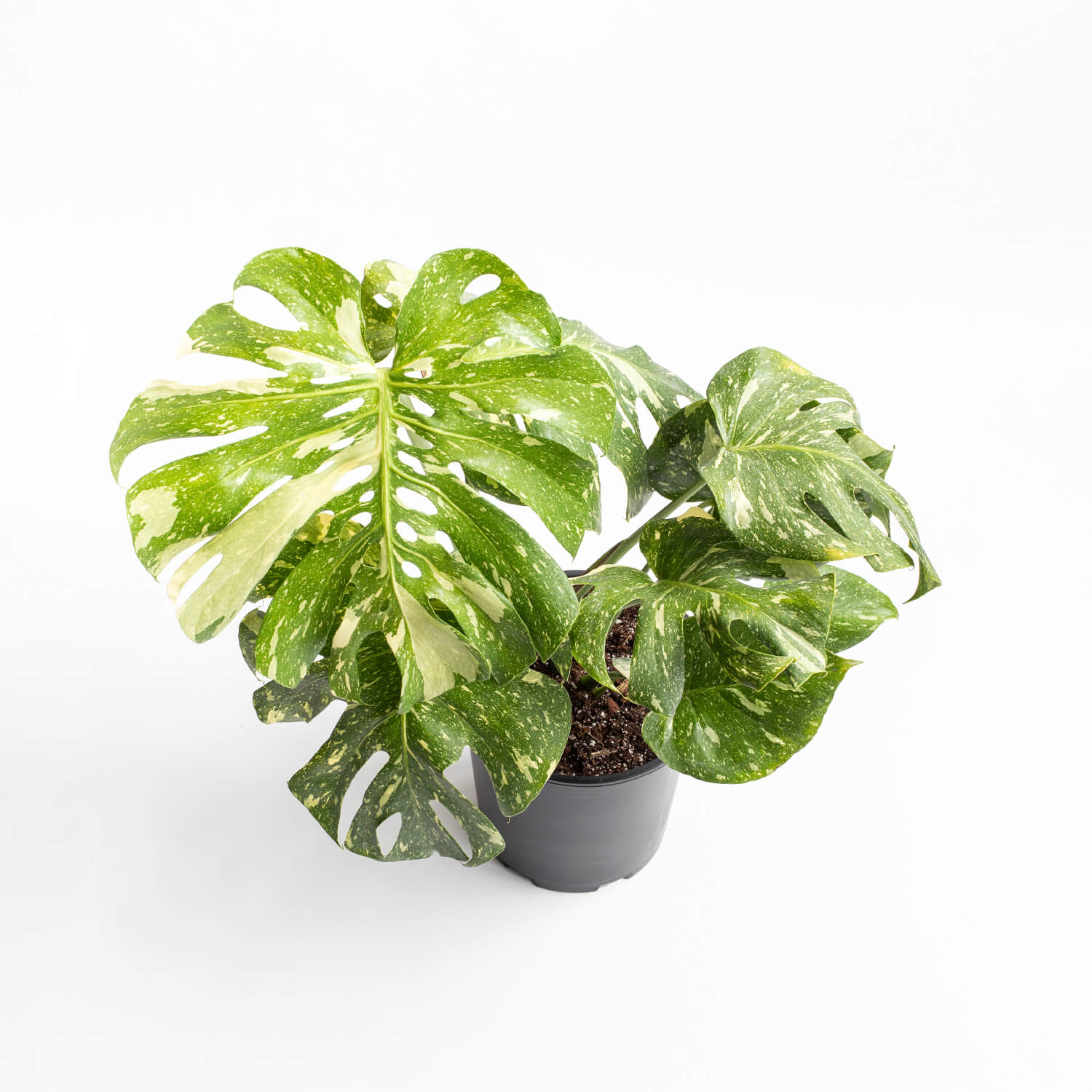 Monstera Thai Constellation – L