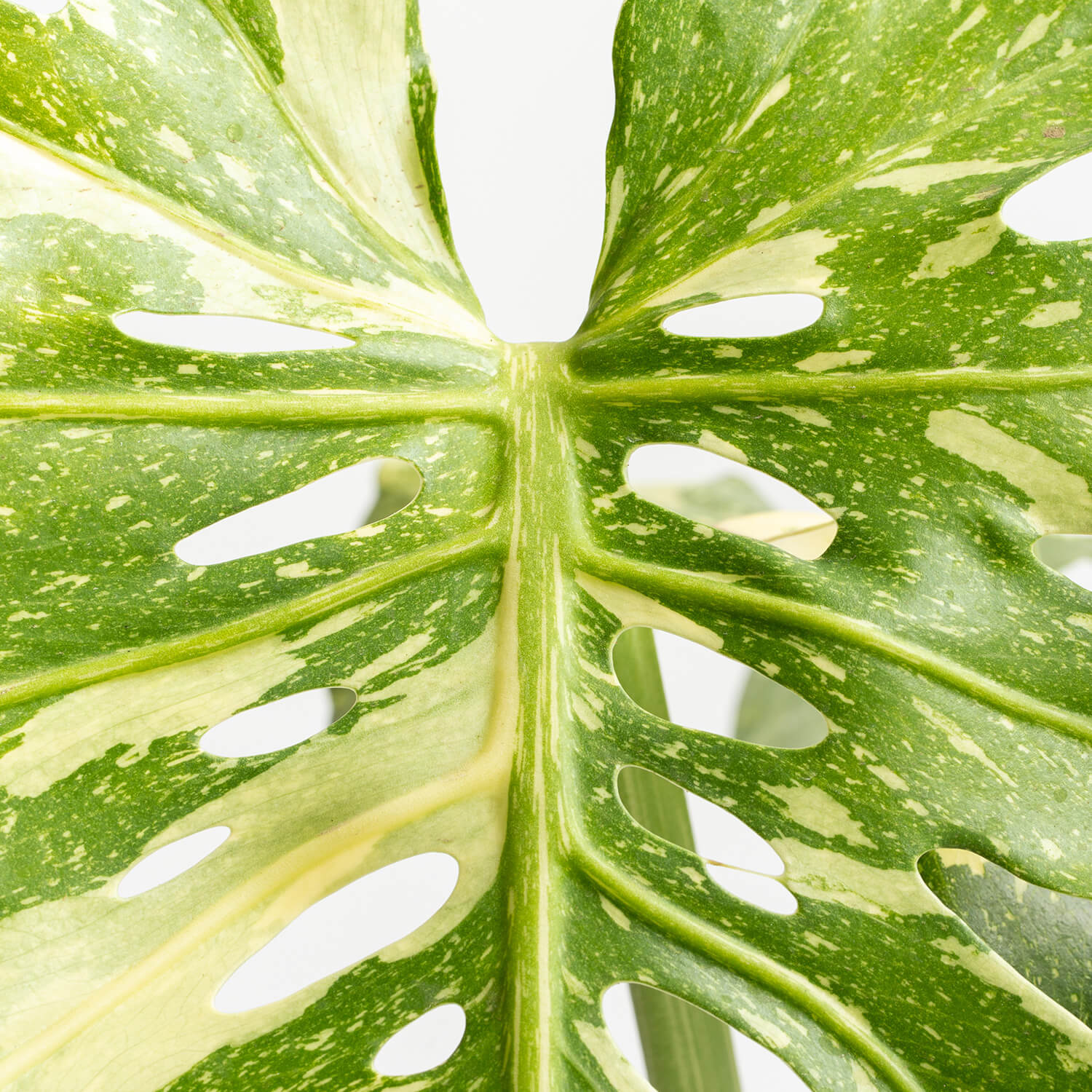 monstera-thai-constellation-l-000003