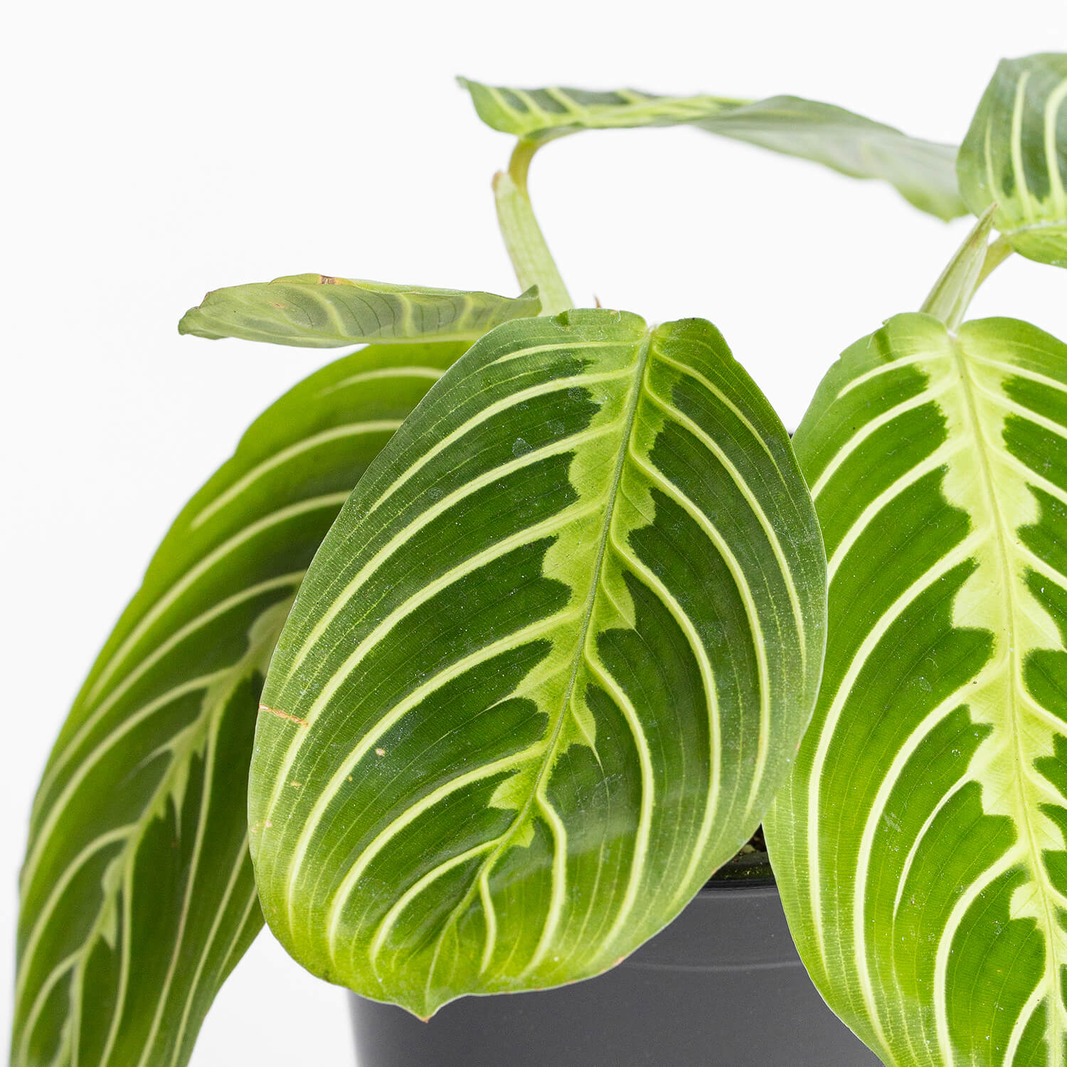 Maranta Lemon Lime – S