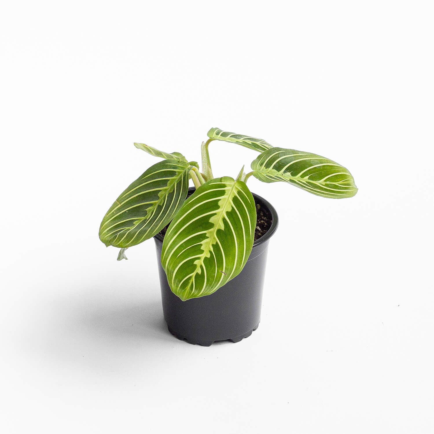 Maranta Lemon Lime – S