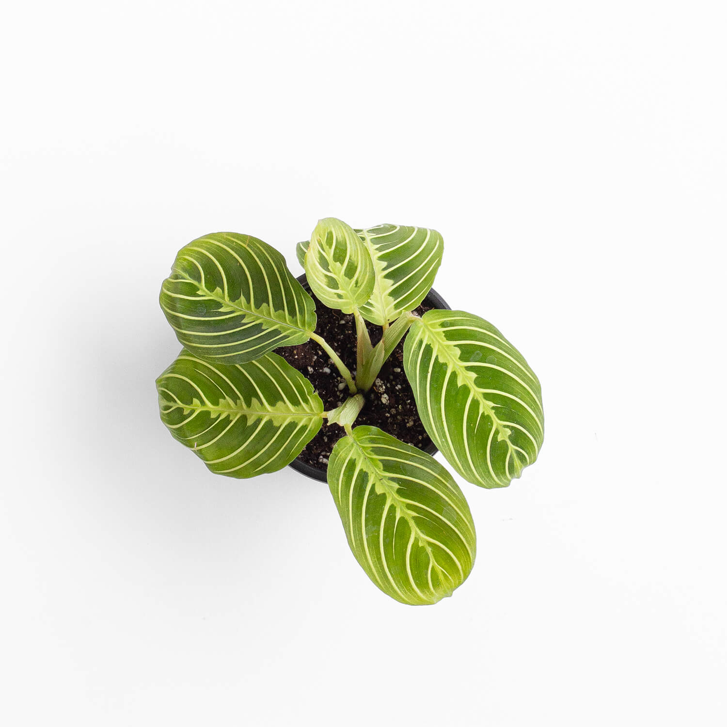 maranta-lemon-lime-0003