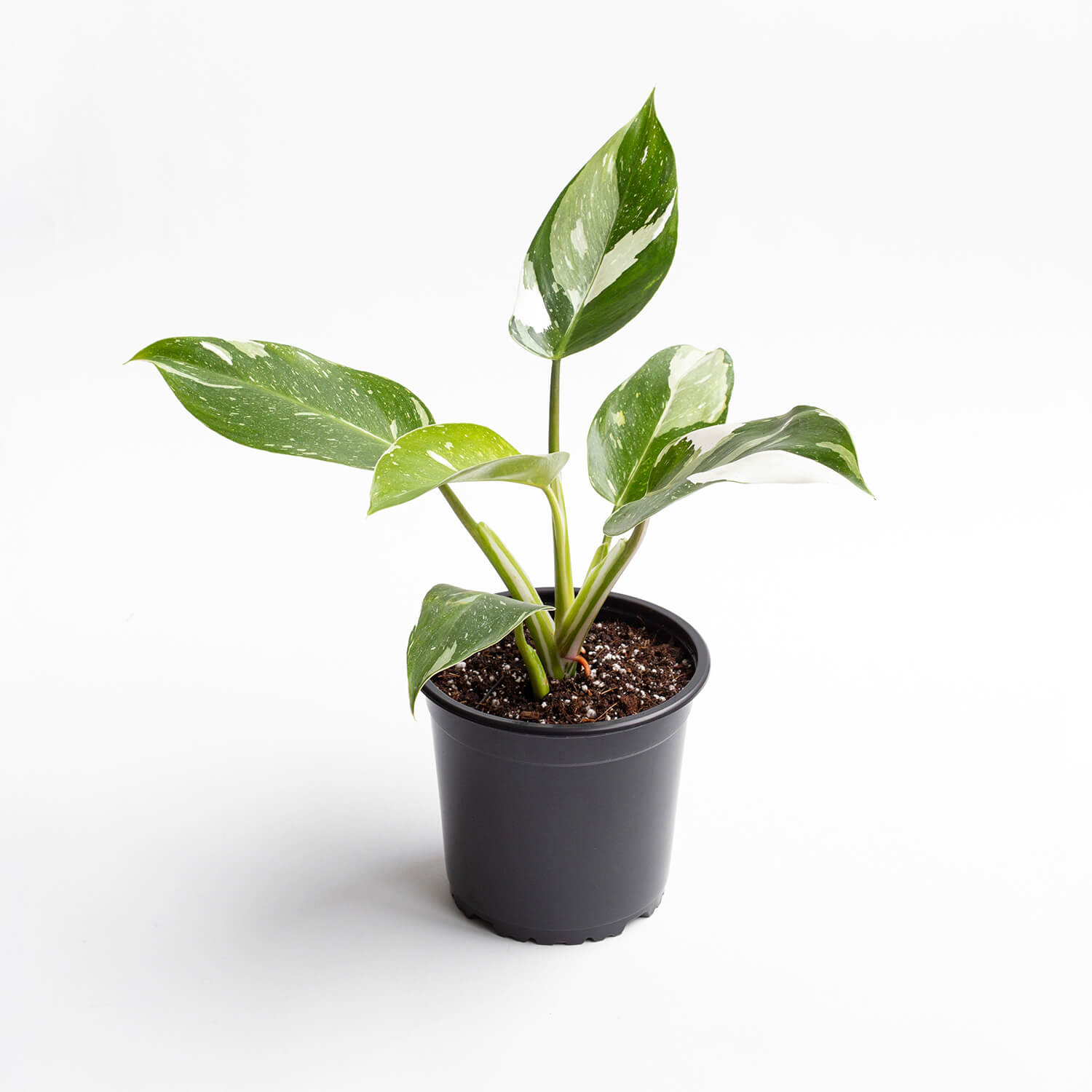 philodendron-white-wizard-0000001
