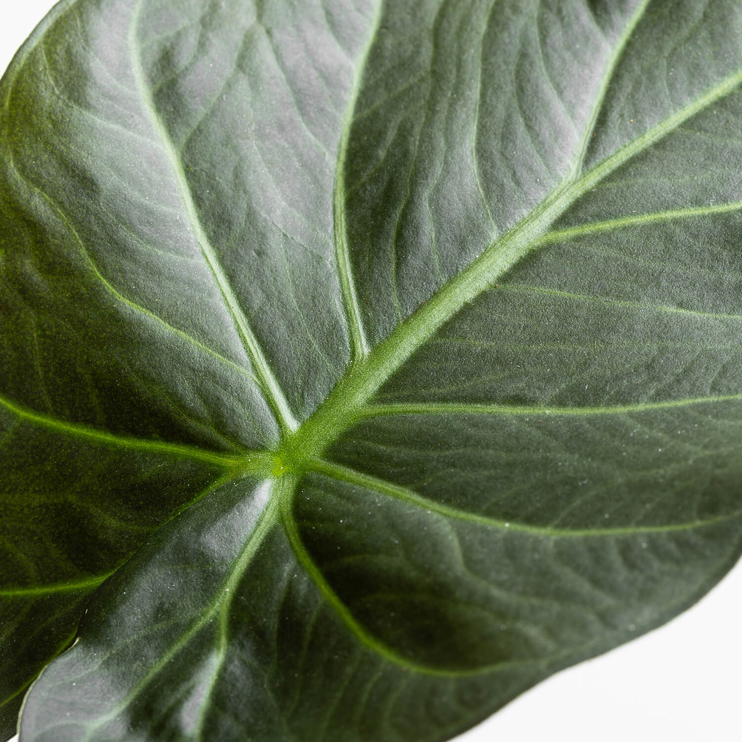 alocasia-regal-shield-001