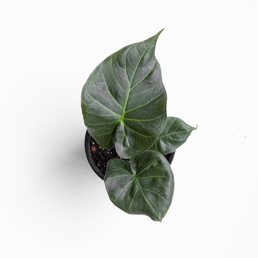 Alocasia Regal Shield | Mi Mercadito