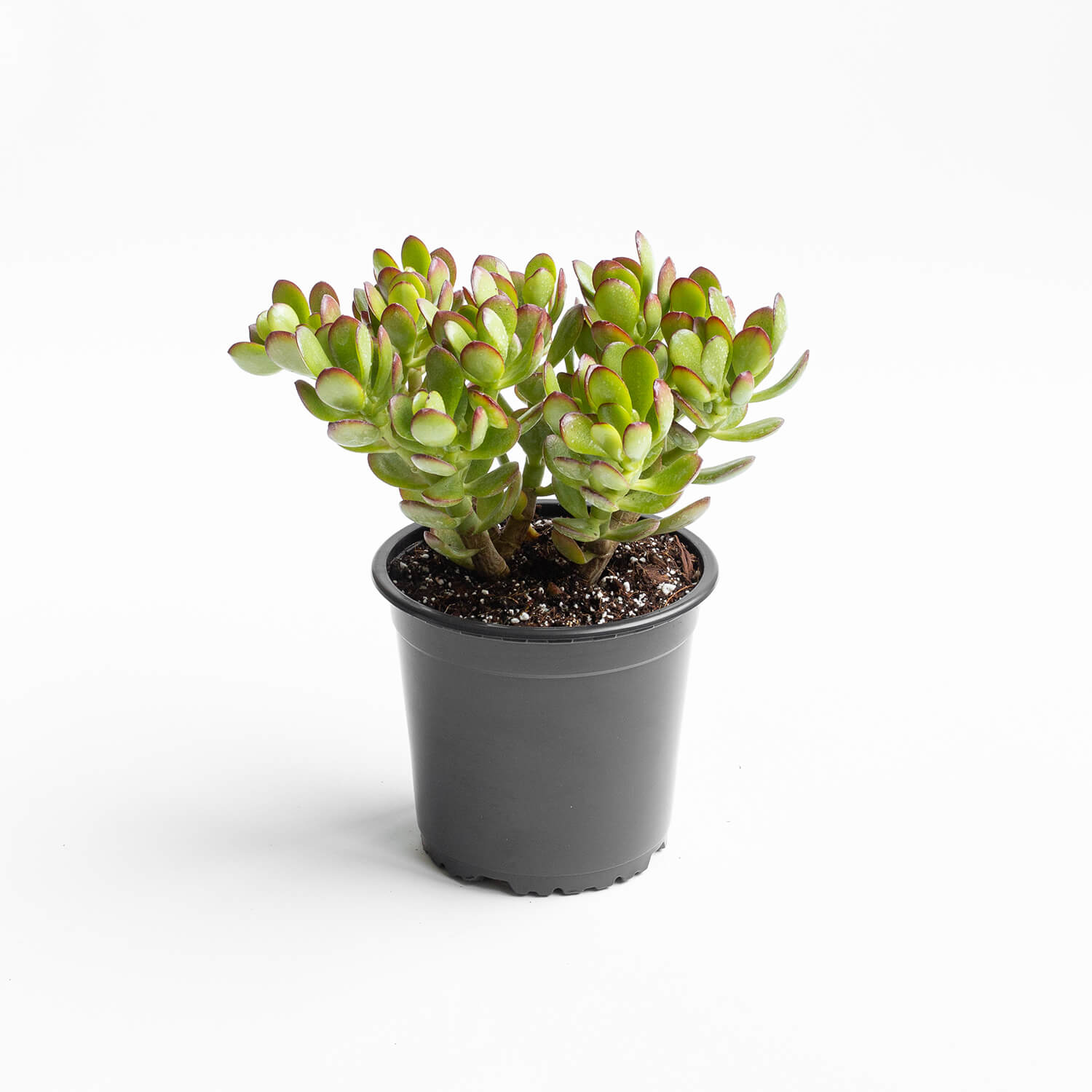 Crassula Ovata (Jade)