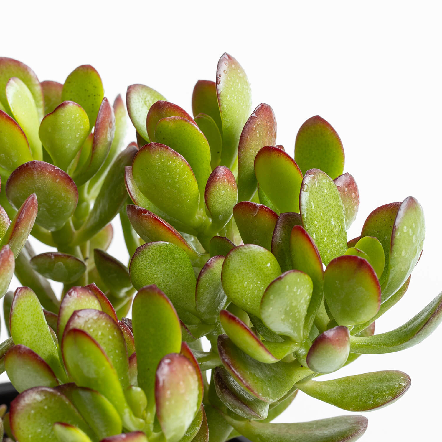 Crassula Ovata (Jade)