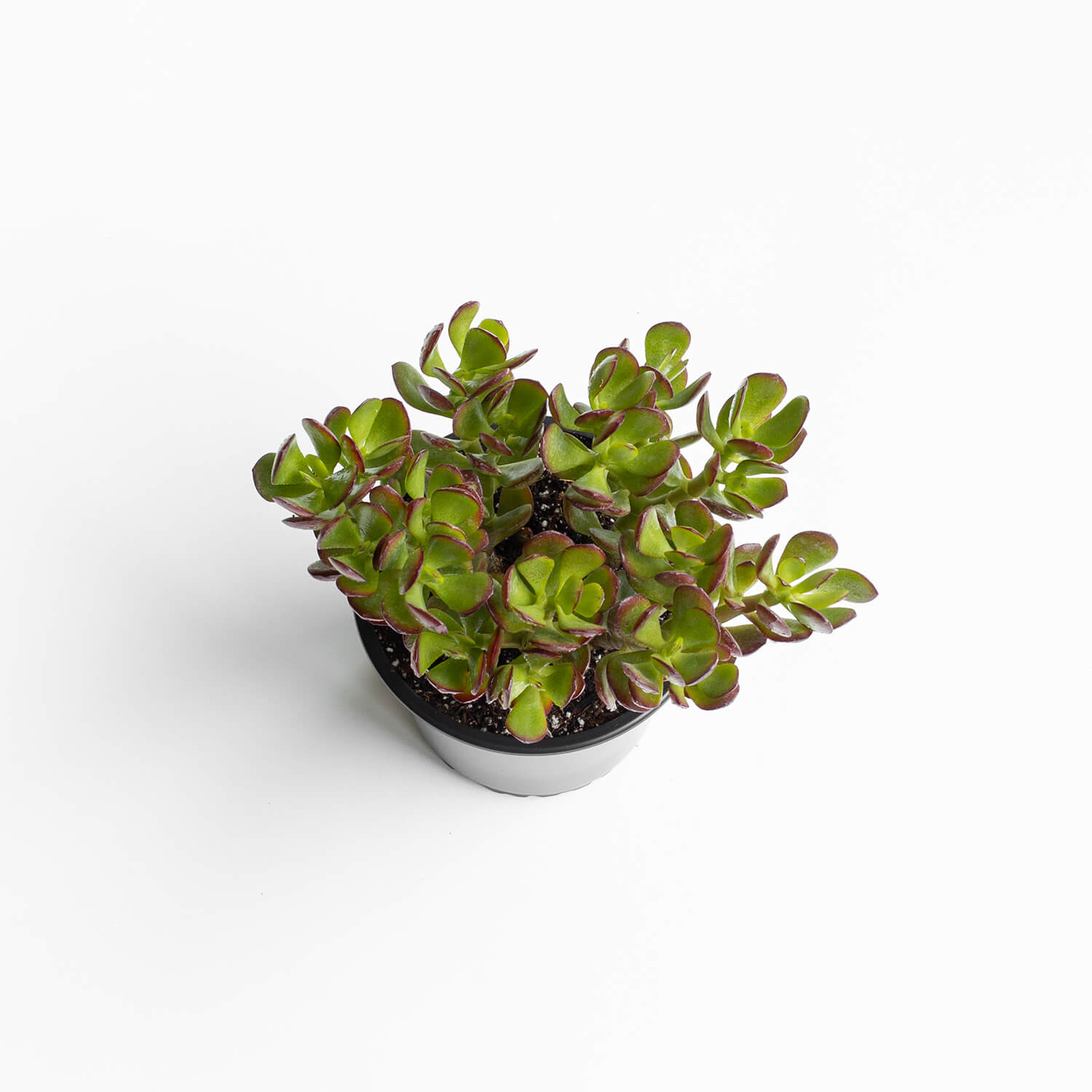 crassula-ovata-jade-000003