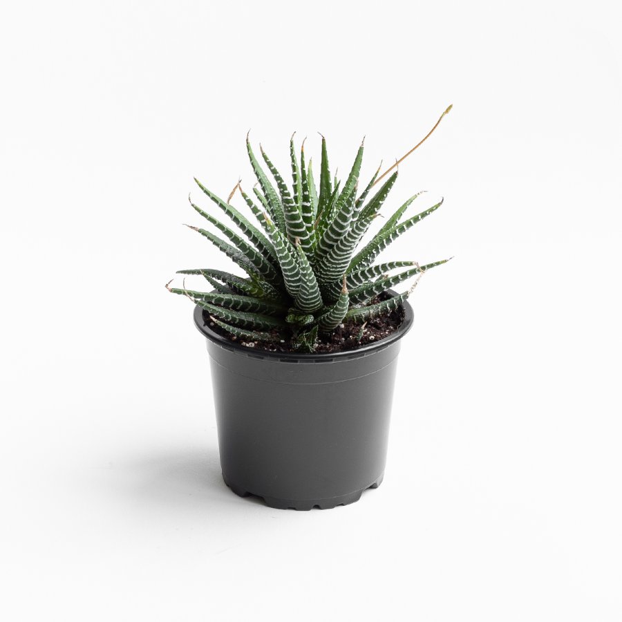 Haworthia Fasciata