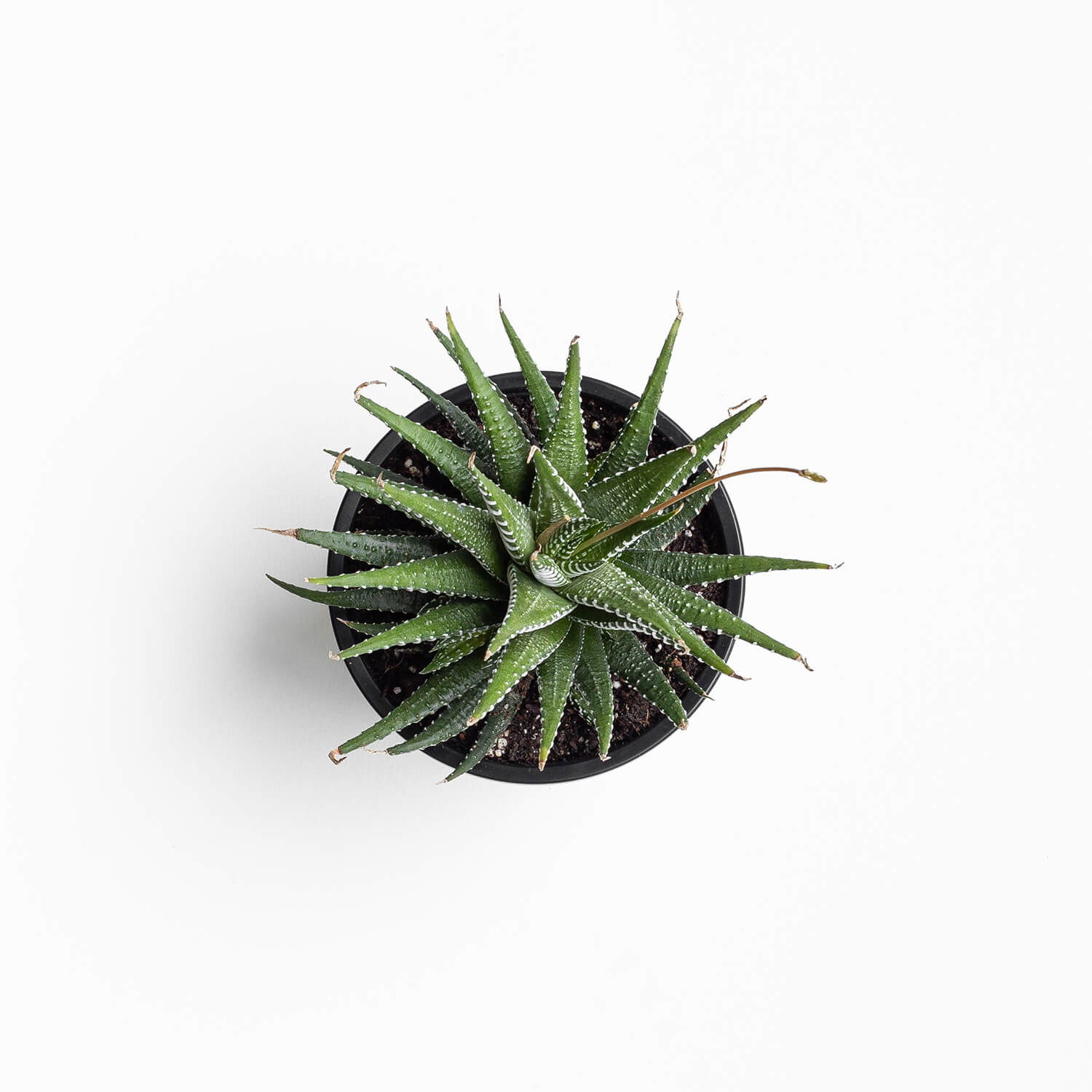 haworthia-002