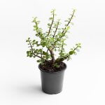 Portulacaria Afra (Jade)
