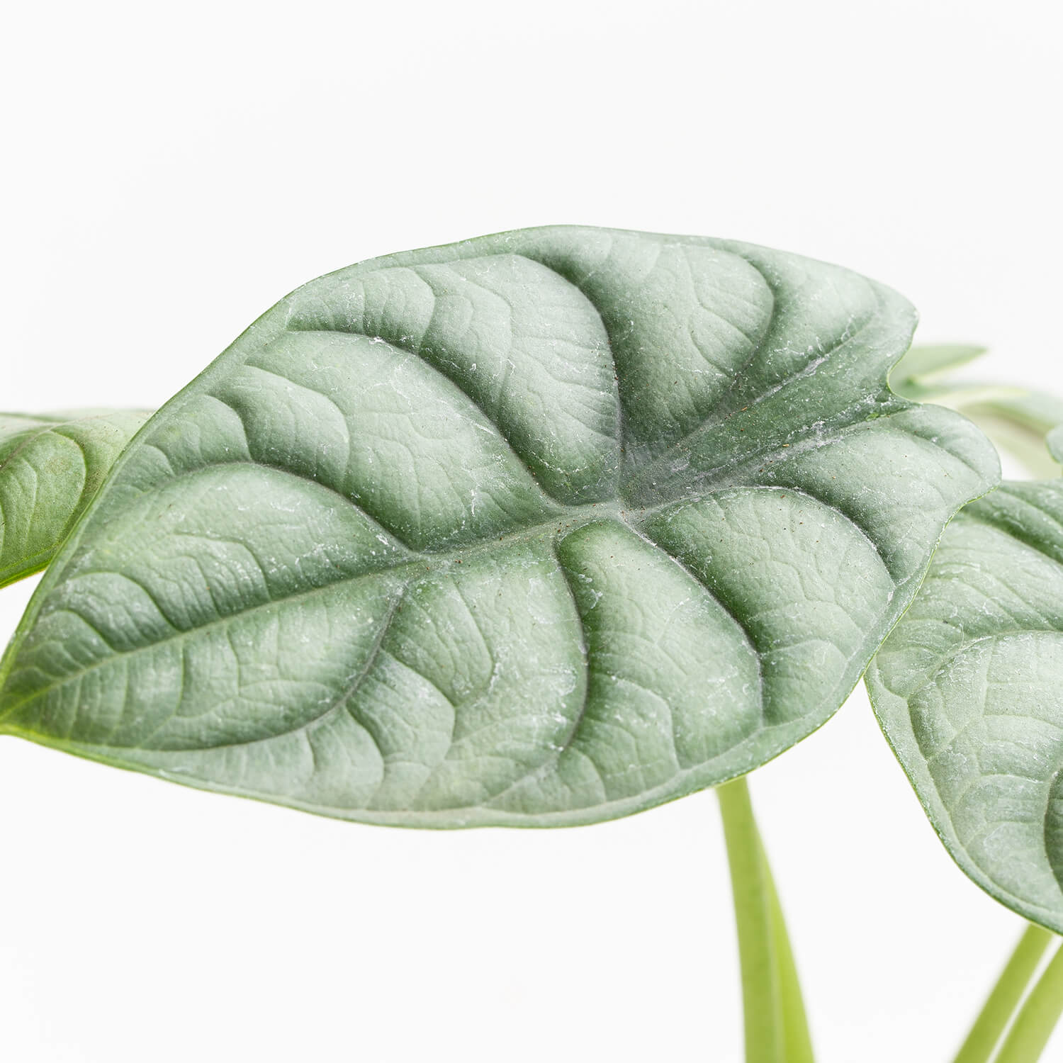 alocasia-silver-dragon-001