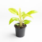 Filodendro Malay Gold