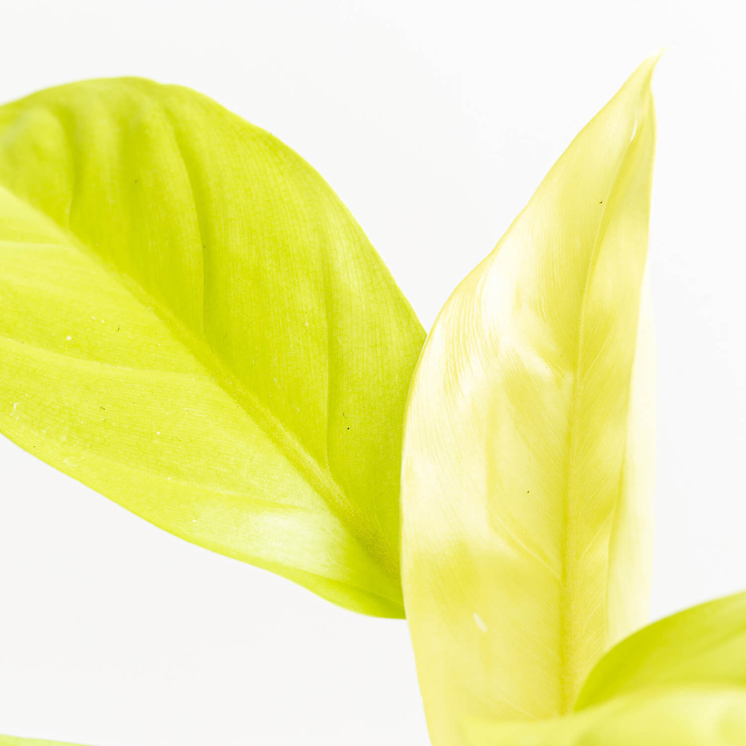 filodendro-malay-gold-003