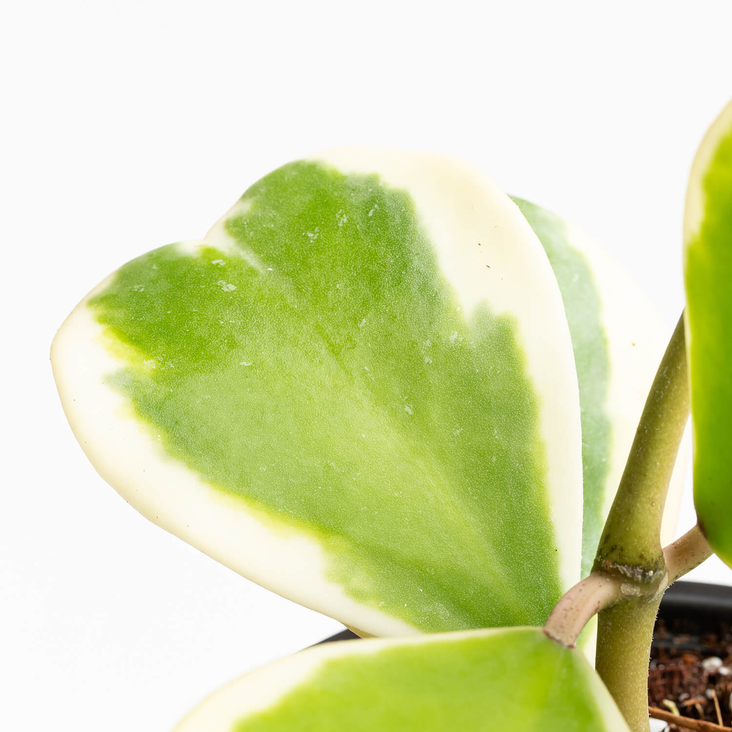 Hoya Kerrii Variegada