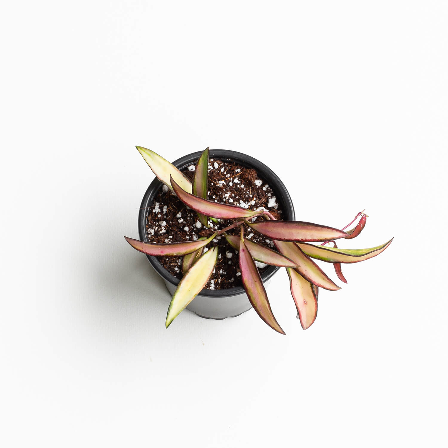 hoya-wetatti-tricolor-001