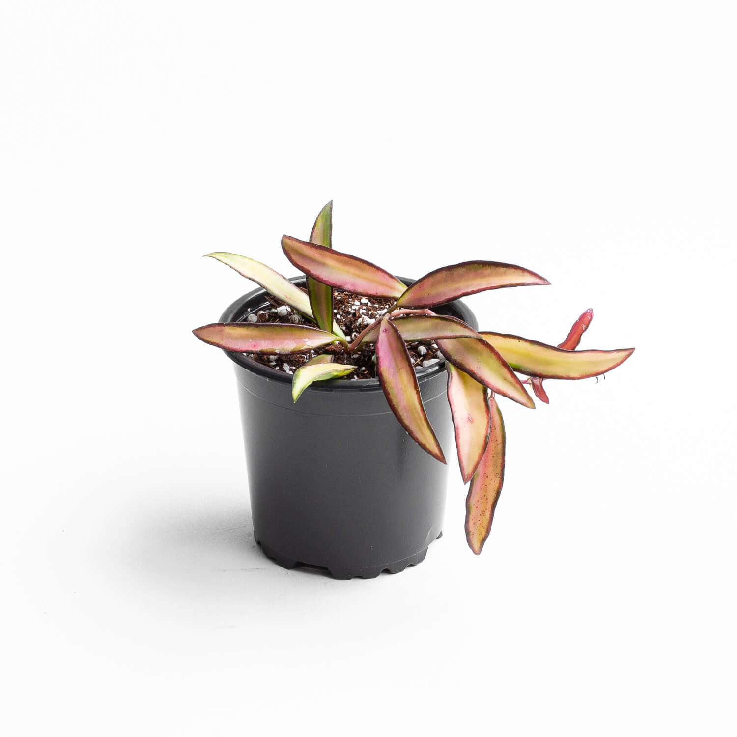 Hoya Wetatti tricolor