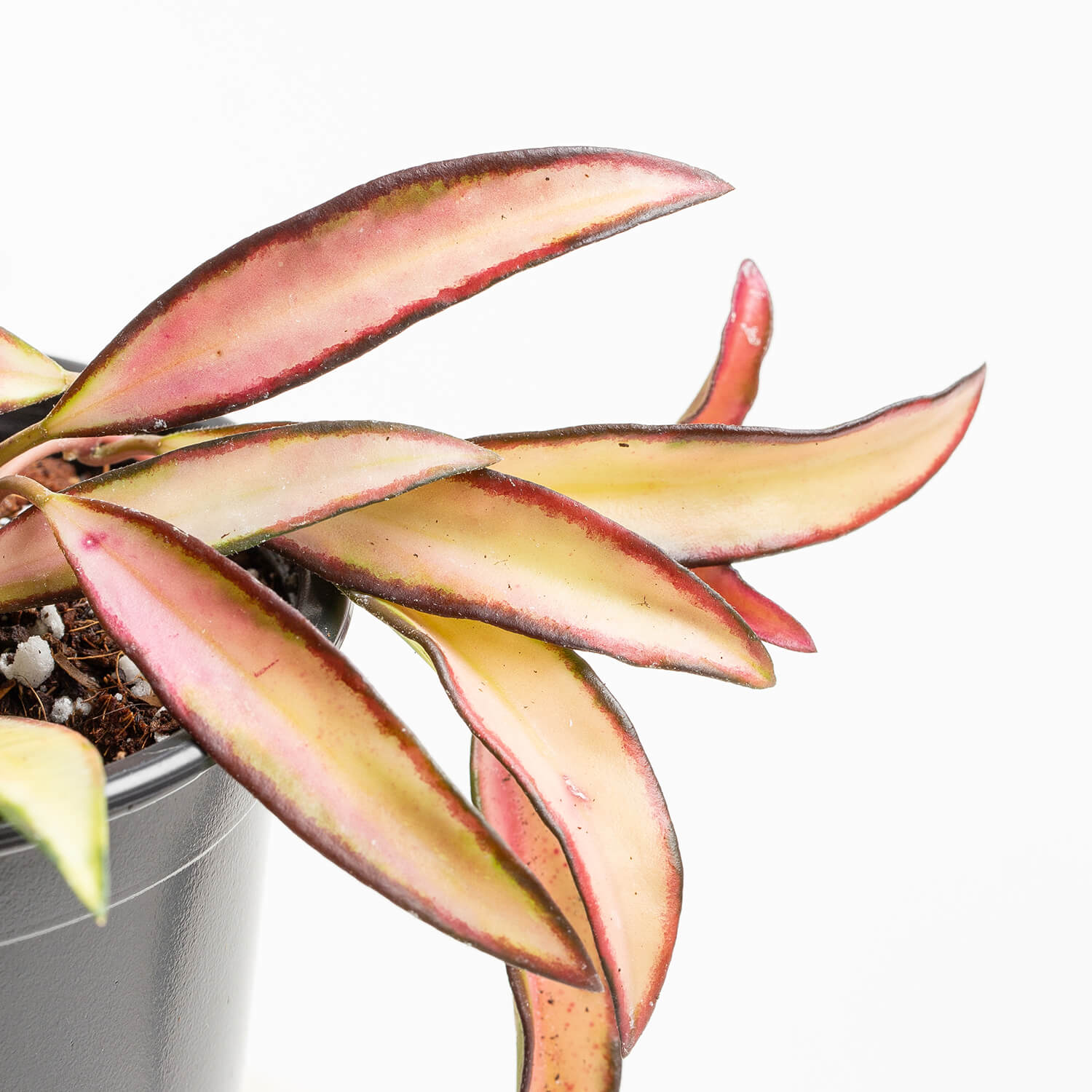 hoya-wetatti-tricolor-003