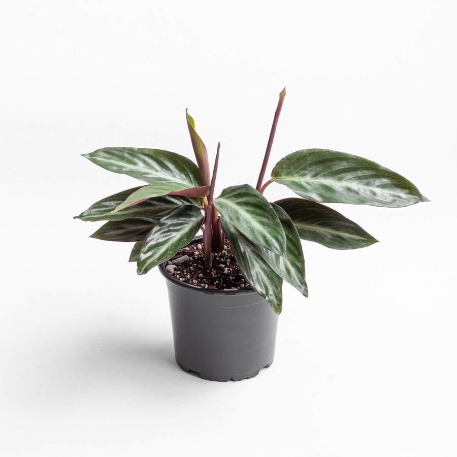 Stromanthe Sanguinea Wild Form