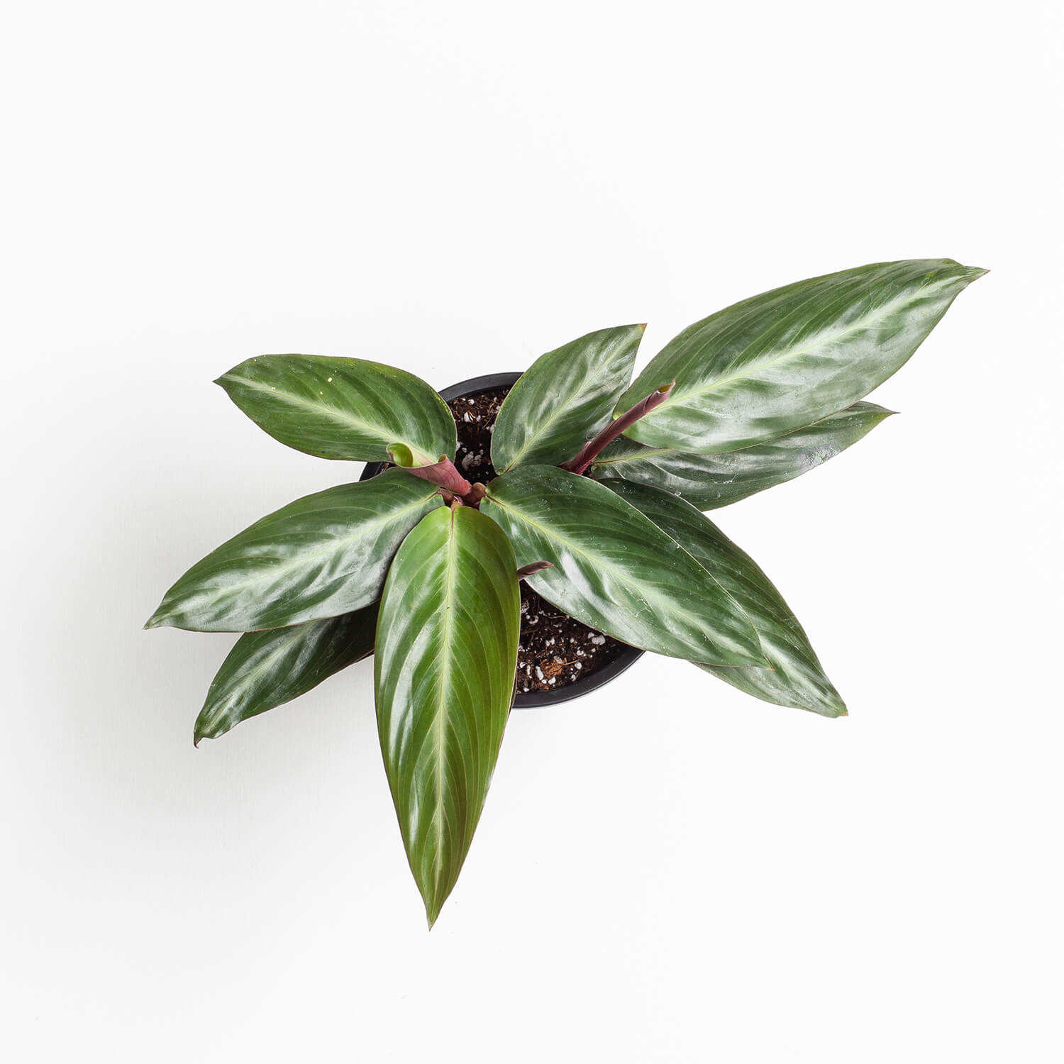 stromanthe-sanguinea-wild-form-003