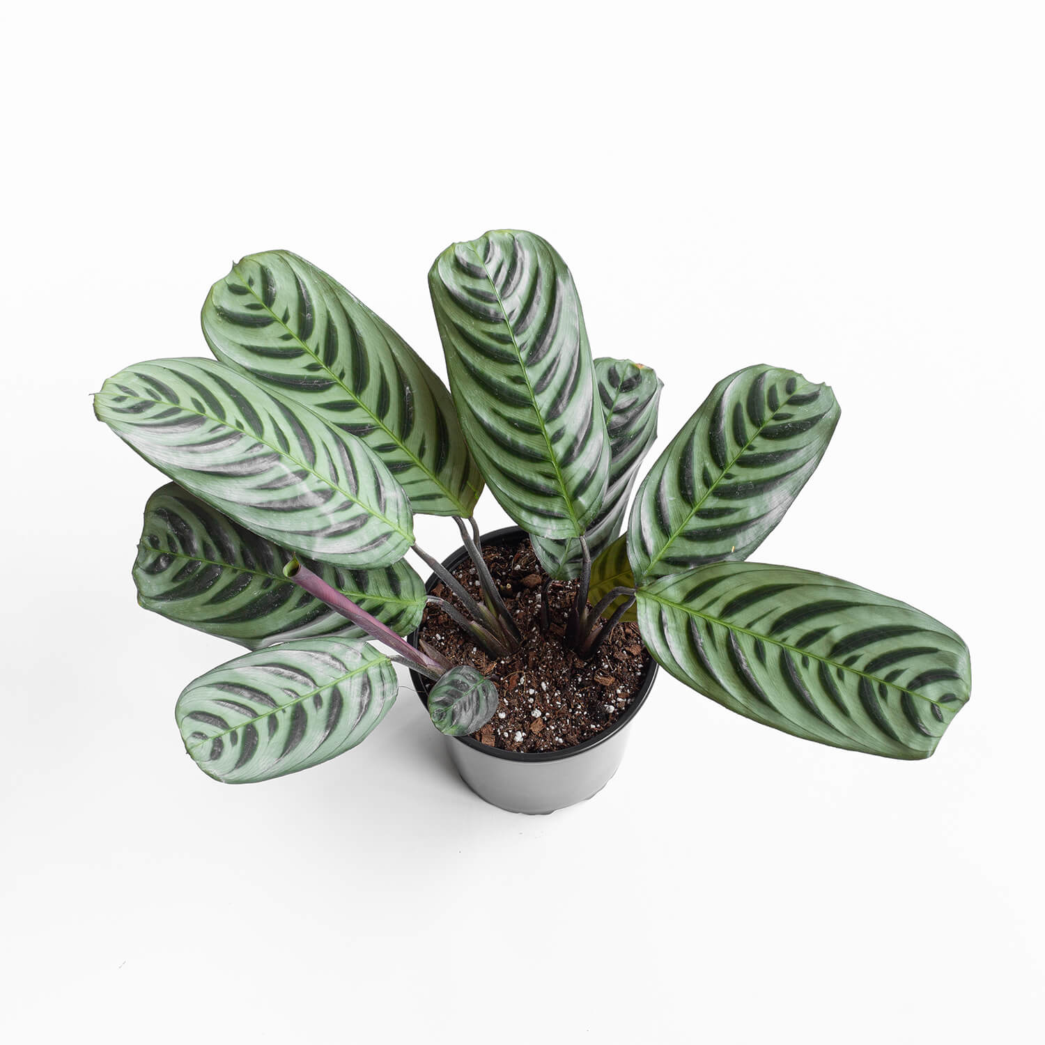 calathea-burle-marxii-003