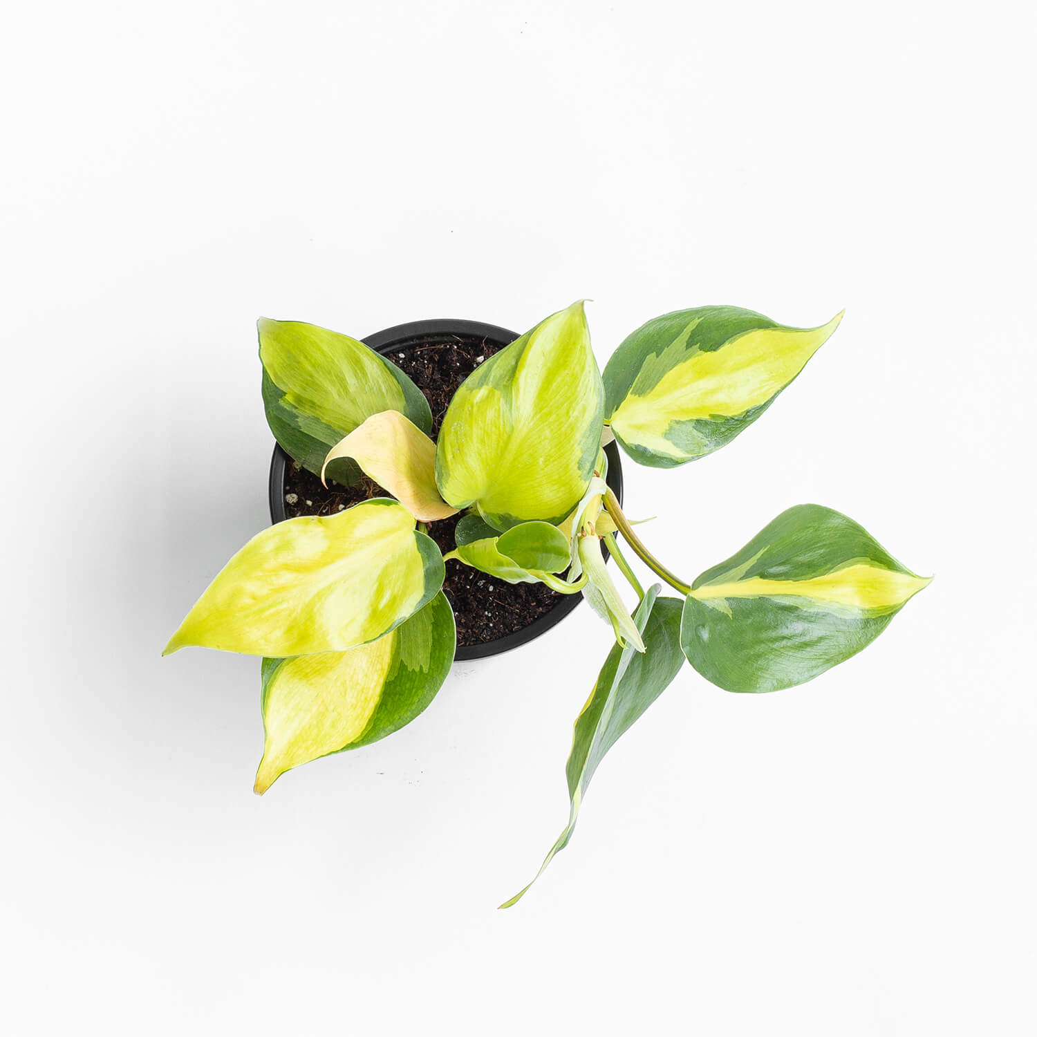 filodendro-cordatum-brasil-s-001