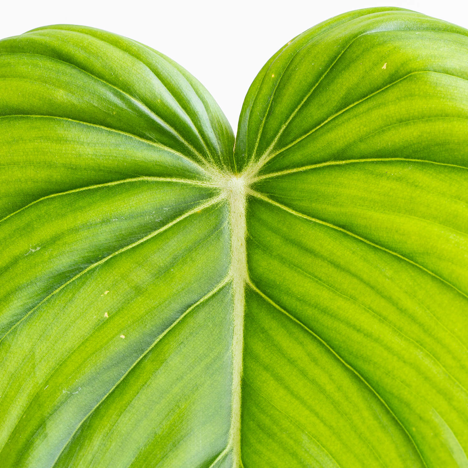 filodendro-mc-dowell-l-001