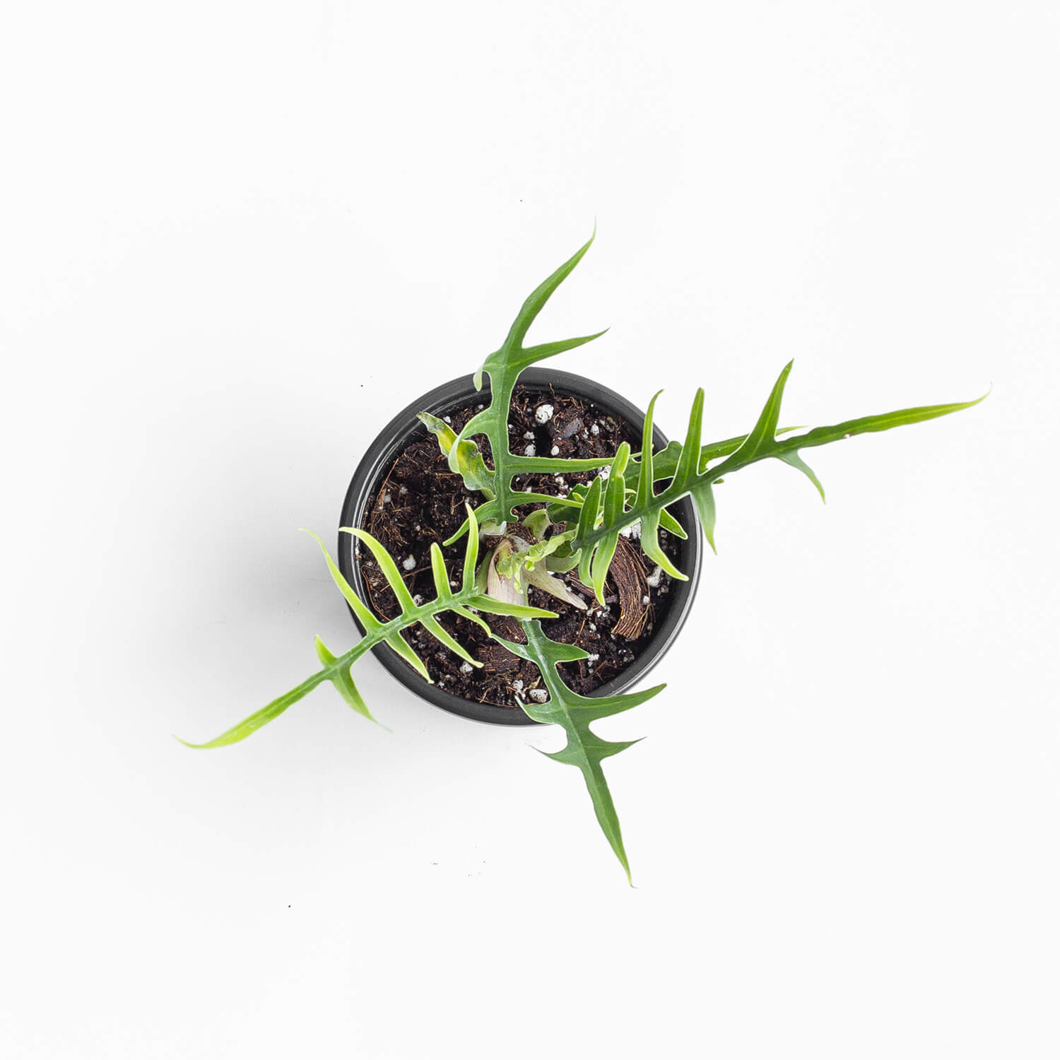 filodendro-tortum-001