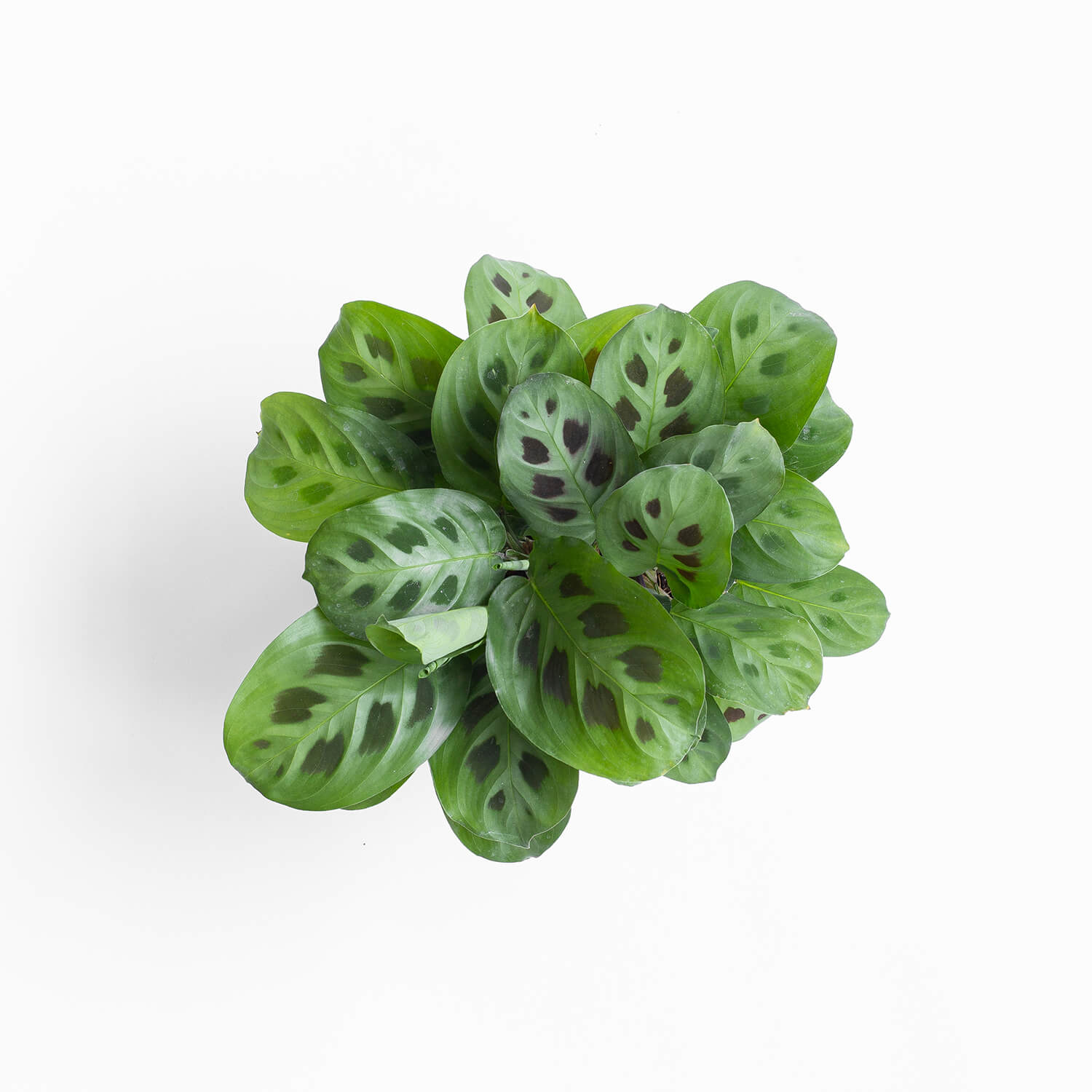 maranta-kerchoveana-002