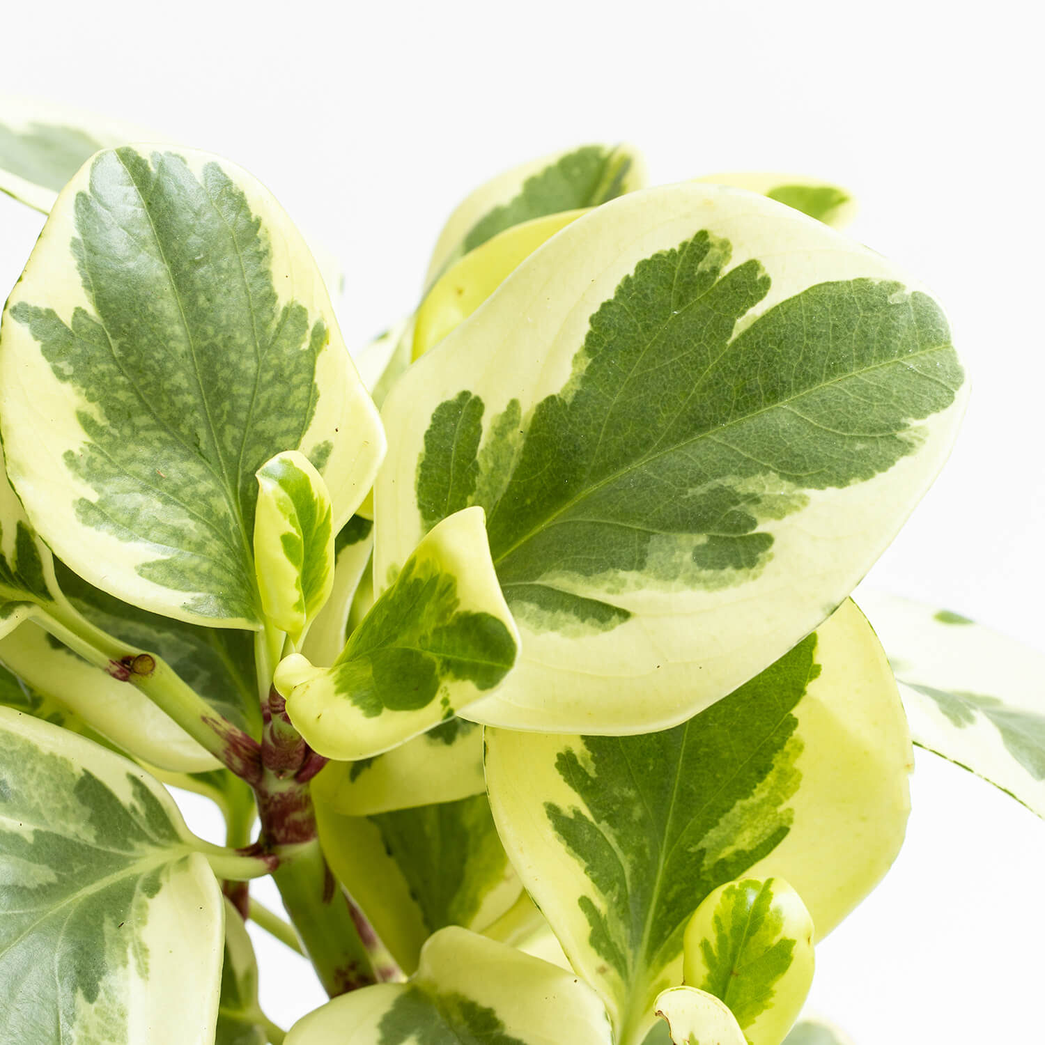 Peperomia Obtusifolia Variegada – L