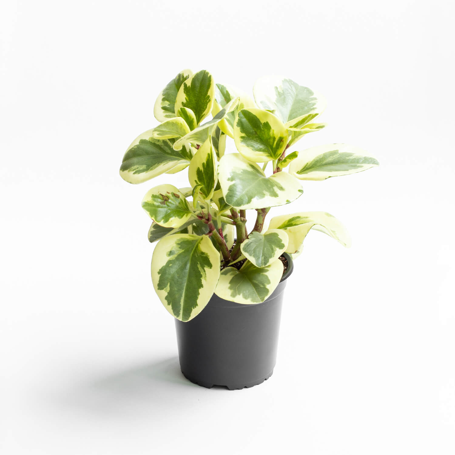 Peperomia Obtusifolia Variegada – L