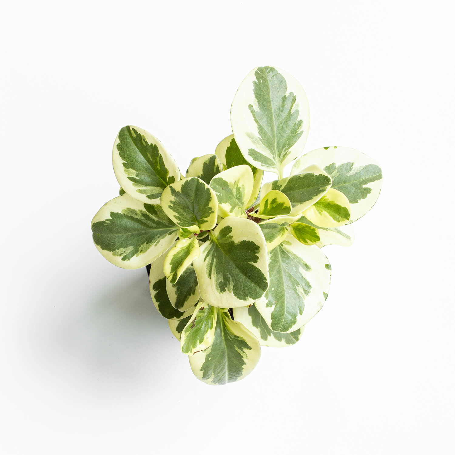 peperomia-obtusifolia-variegada-l-00003