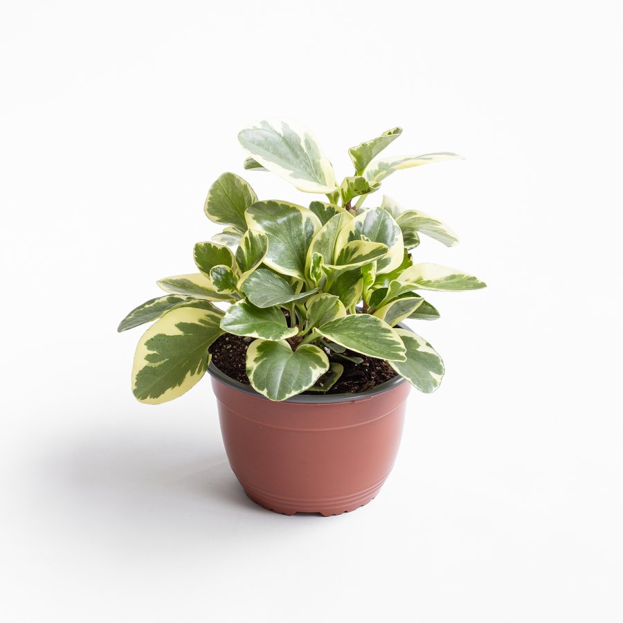Peperomia Obtusifolia Variegada - L