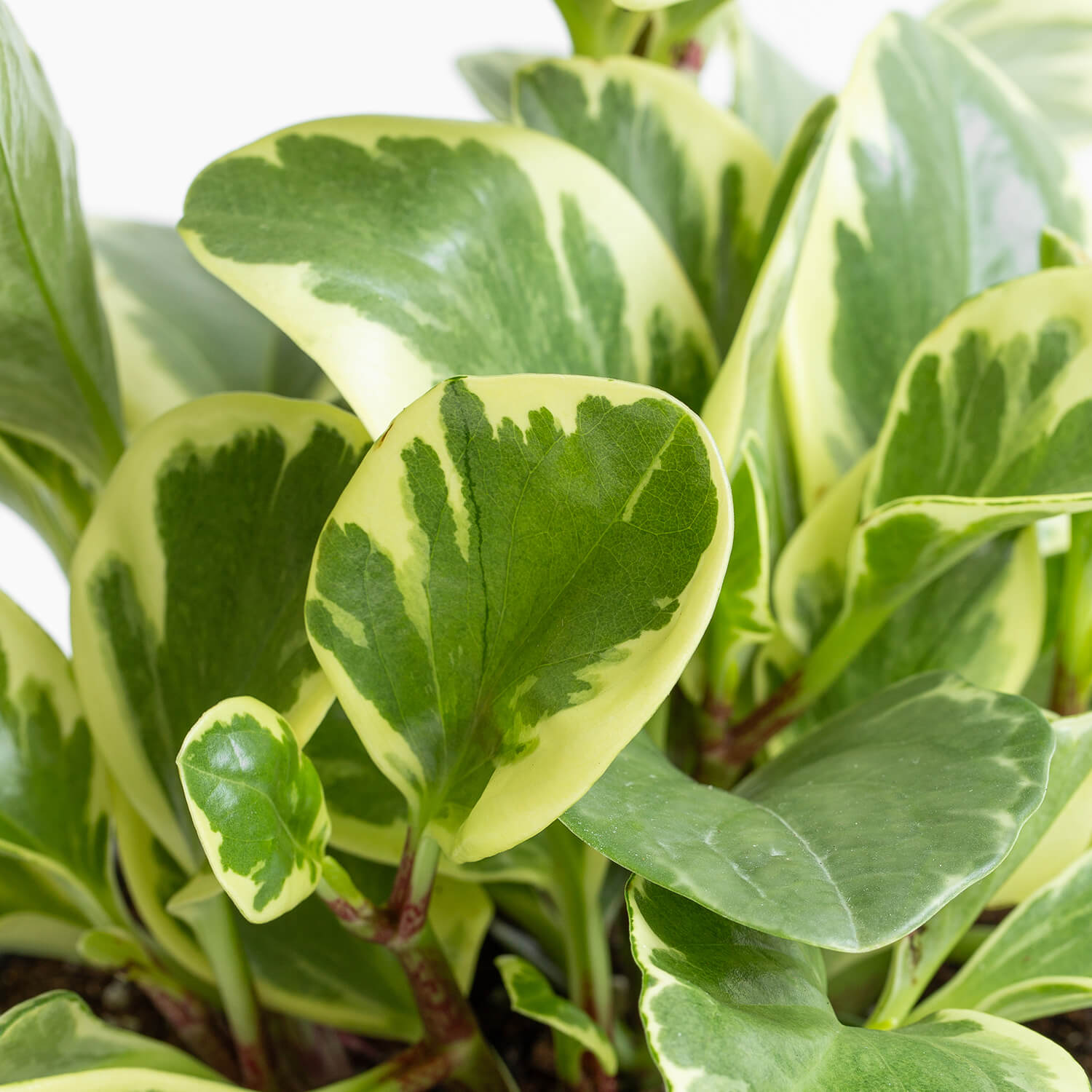 peperomia-obtusifolia-variegada-l-0002