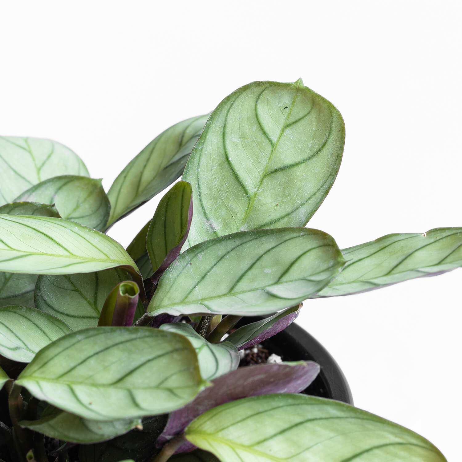 Calathea Amagris