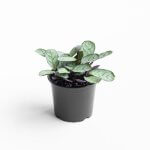 Calathea Amagris
