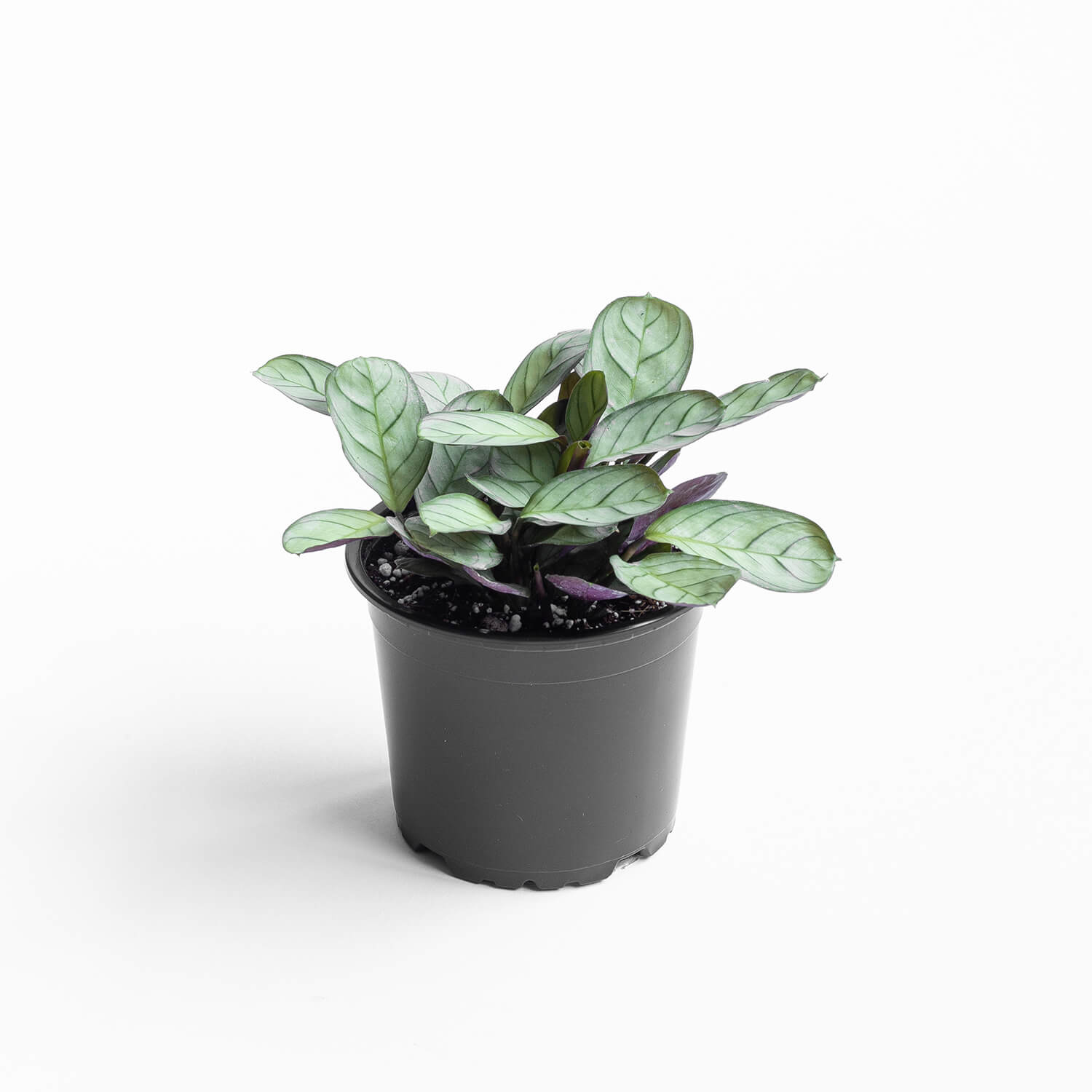 Calathea Amagris