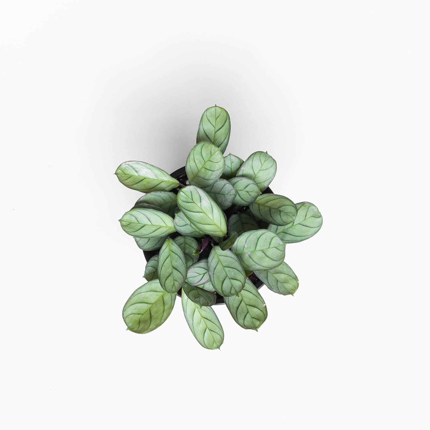 calathea-amagris-003