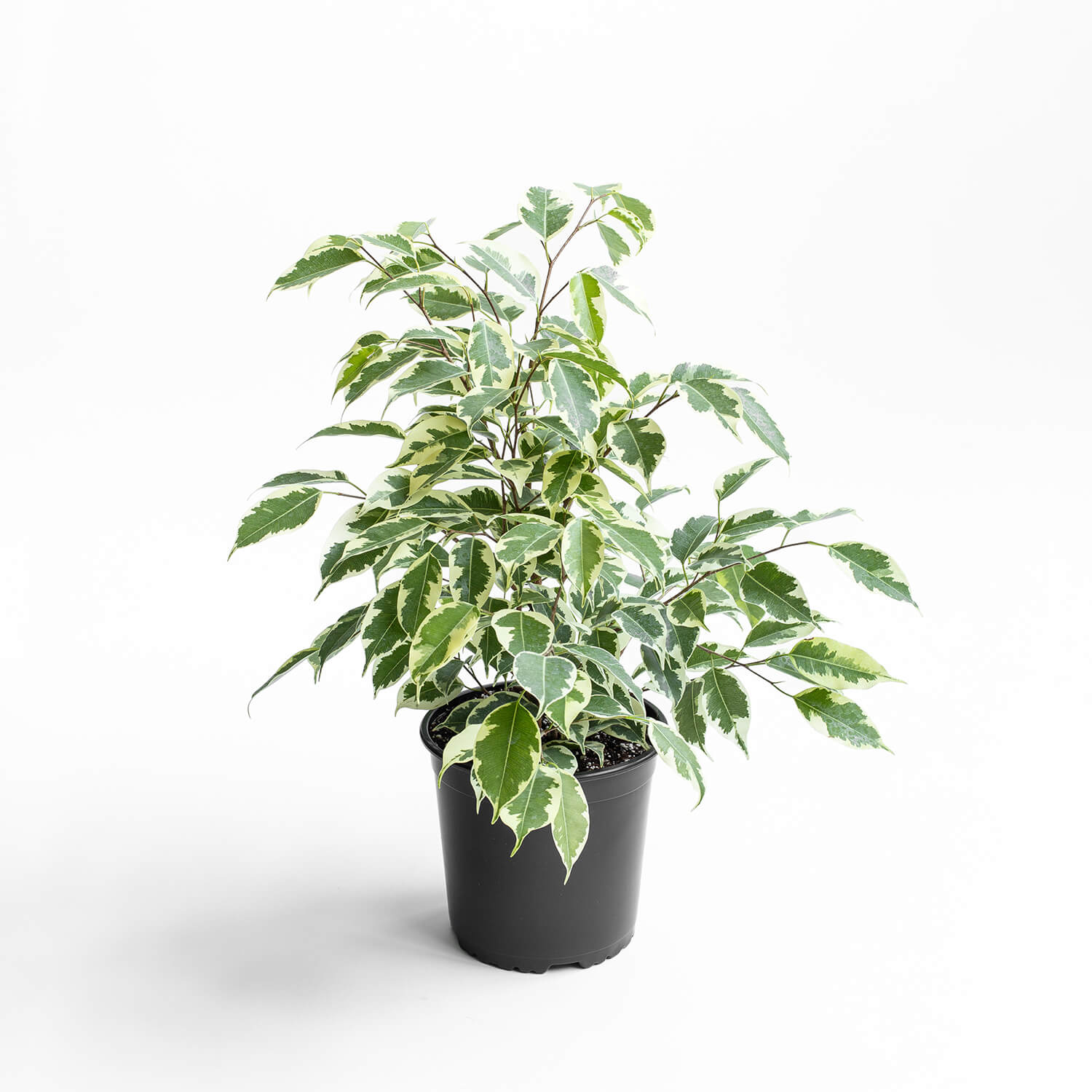 Ficus Melany