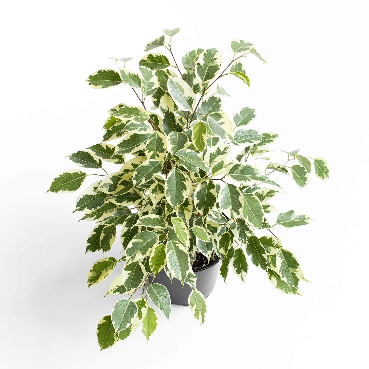 ficus-melany-003
