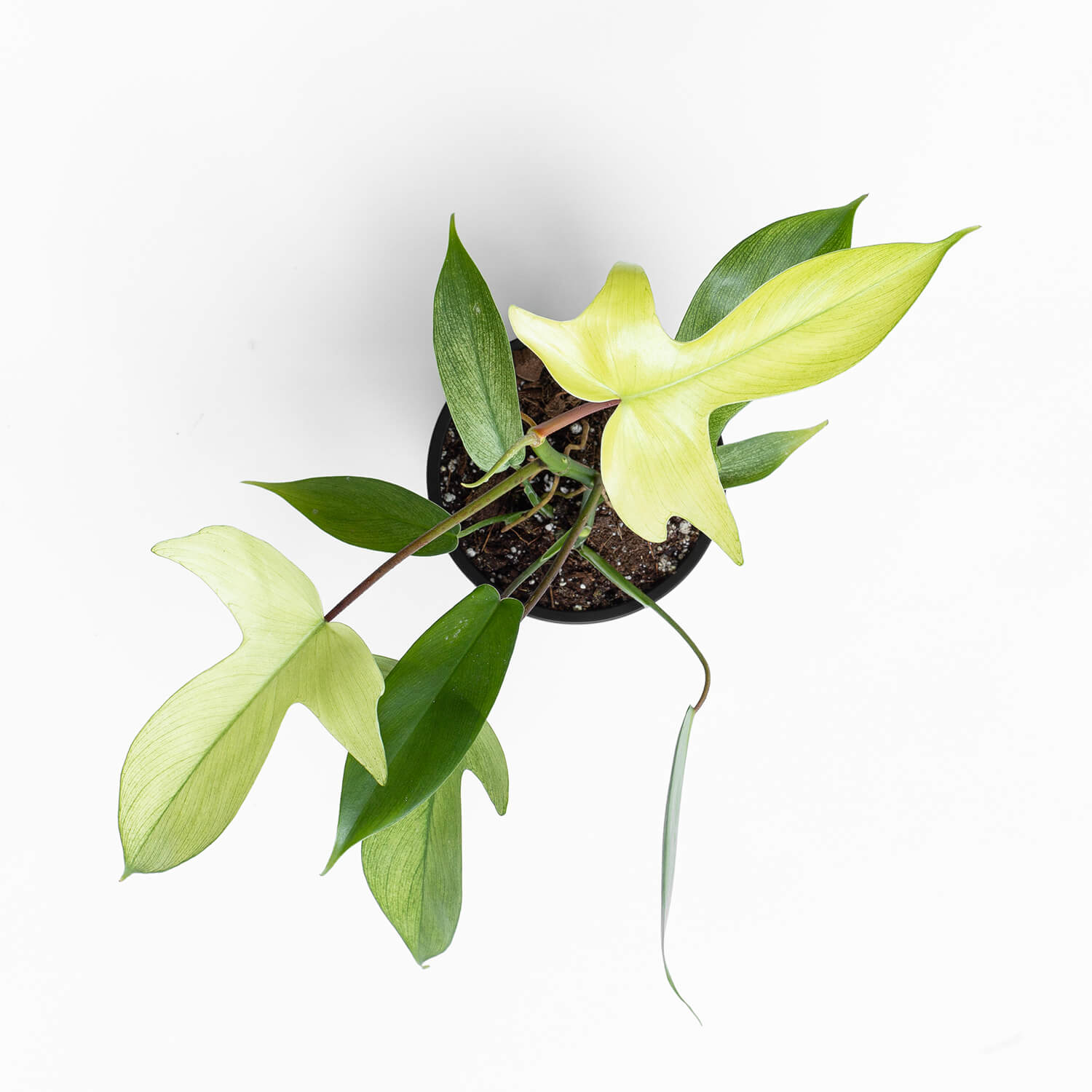 filodendro-florida-ghost-001