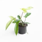 Filodendro Florida Ghost