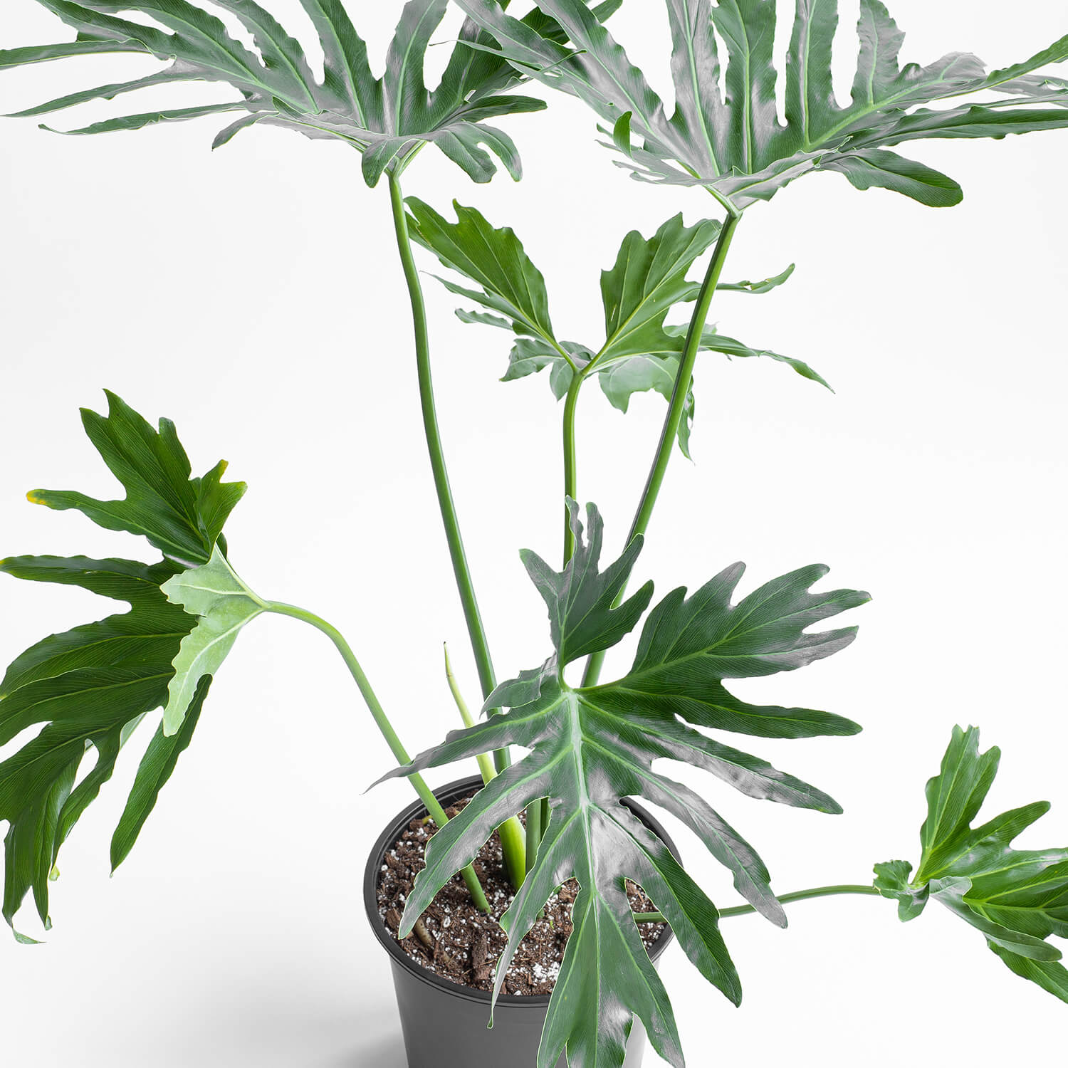 filodendro-paraguayo-l-002